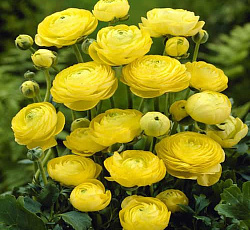 Лютик (азиатский) - Йеллоу