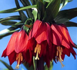 Рябчик - Императорский Рубра