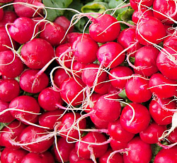 Редис 16 дневный