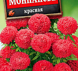 Астра Монпансье красная