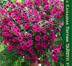 Петуния гигантская каскадная Тайфун F1 Парпл