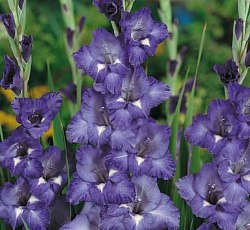 Гладиолус (крупноцветковый) - Блу Айл