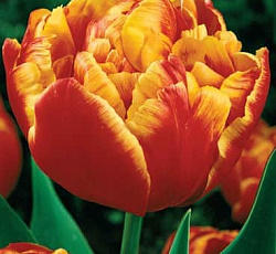 Тюльпан (Махровый поздний) - Аллегретто