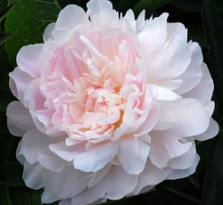 Пион древовидный Микеланджело