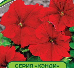 Петуния Кэнди Джолиана F1 крупноцветковая прямостоячая
