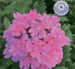 Вербена Обсешн Пинк