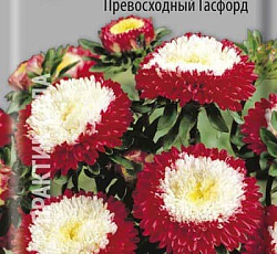 Астра Помпонная Превосходный Гасфорд