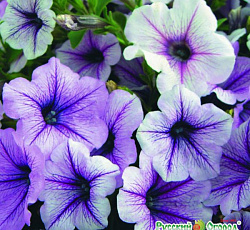 Петуния Супертуния Плам Вейн F1