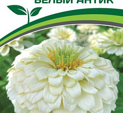 Цинния георгиновидная "Фэнтези" F1 Белый Антик