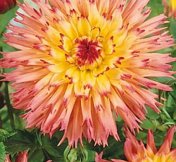 Георгина (бахромчатая) - Ненекази