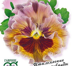 Виола Фламенко терракотовая F1