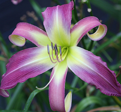 Лилейник (гибридный) - Эплике (Люкс)