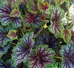 Гейхера (гибридная) - Бьюти Колор