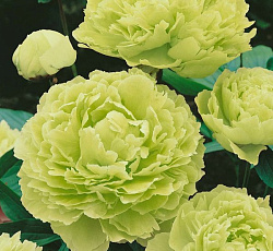 Пион (древовидный) - Зеленые Бобы (Люкс)