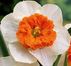 Нарцисс (крупнокорончатый) - Чардаш