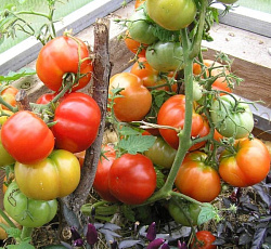 Томат Бони-ММ