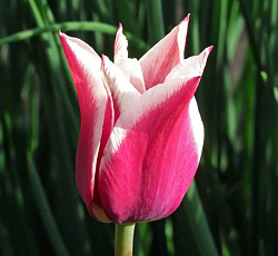 Тюльпан (Лилиецветный) - Клаудия