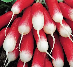 Редис Французский завтрак