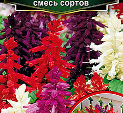Сальвия Сверкающая Аморе (смесь сортов)