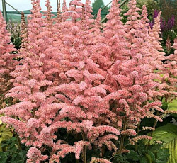 Астильба (китайская) - Глиттер энд Гламур