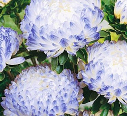 Астра Миледи (пионовидная)