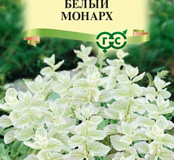 Сальвия хорминумовая Белый монарх