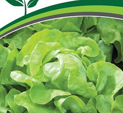 Салат Лука (кочанный)