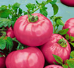 Томат Звезда Востока F1