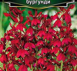 Лобелия Старшип бургунди F1