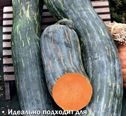 Тыква мускатная Семейная