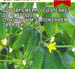 Огурец Пучковая семейка F1