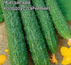 Огурец Аллигатор 3 F1
