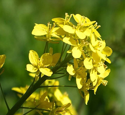 Горчица белая (сидерат) 1 кг