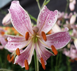 Лилия (видовая) - Пинк Морнинг