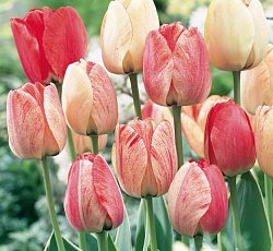 Тюльпан (Дарвинов гибрид) - Сильверстрим