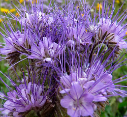 Сидераты Фацелия Рязанская (медонос)