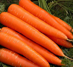 Морковь Тушон