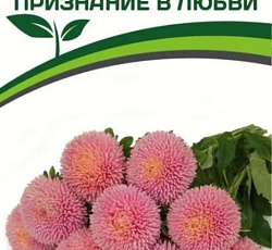 Астра китайская Признание в любви (Хризантелла)