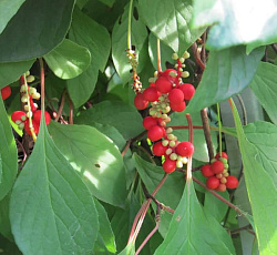 Лимонник китайский Народный целитель