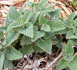 Котовник кошачий Базилио