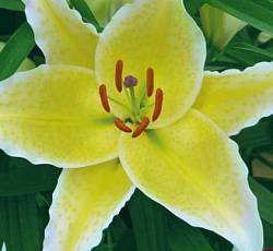 Лилия (восточная) - Санкетчер