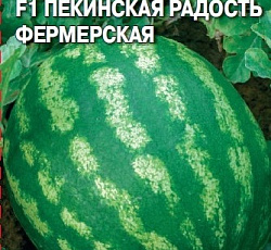 Арбуз Пекинская радость Фермерская F1