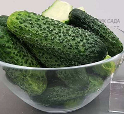 Огурец Изумрудная россыпь F1