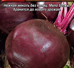 Свекла Креолка