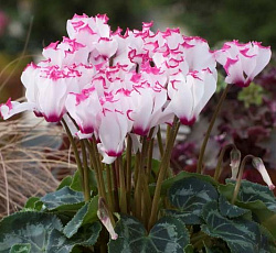 Цикламен персидский Виктория