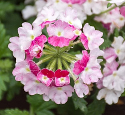 Вербена Обсешн Твистер Ред