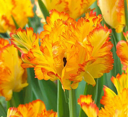 Тюльпан (Попугайный) - Сан Пэррот