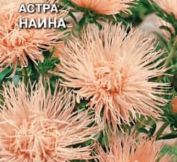 Астра Наина (игольчатая)