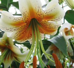 Лилия (видовая) - Леди Элис