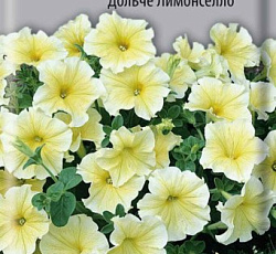 Петуния крупноцветковая Дольче Лимончелло